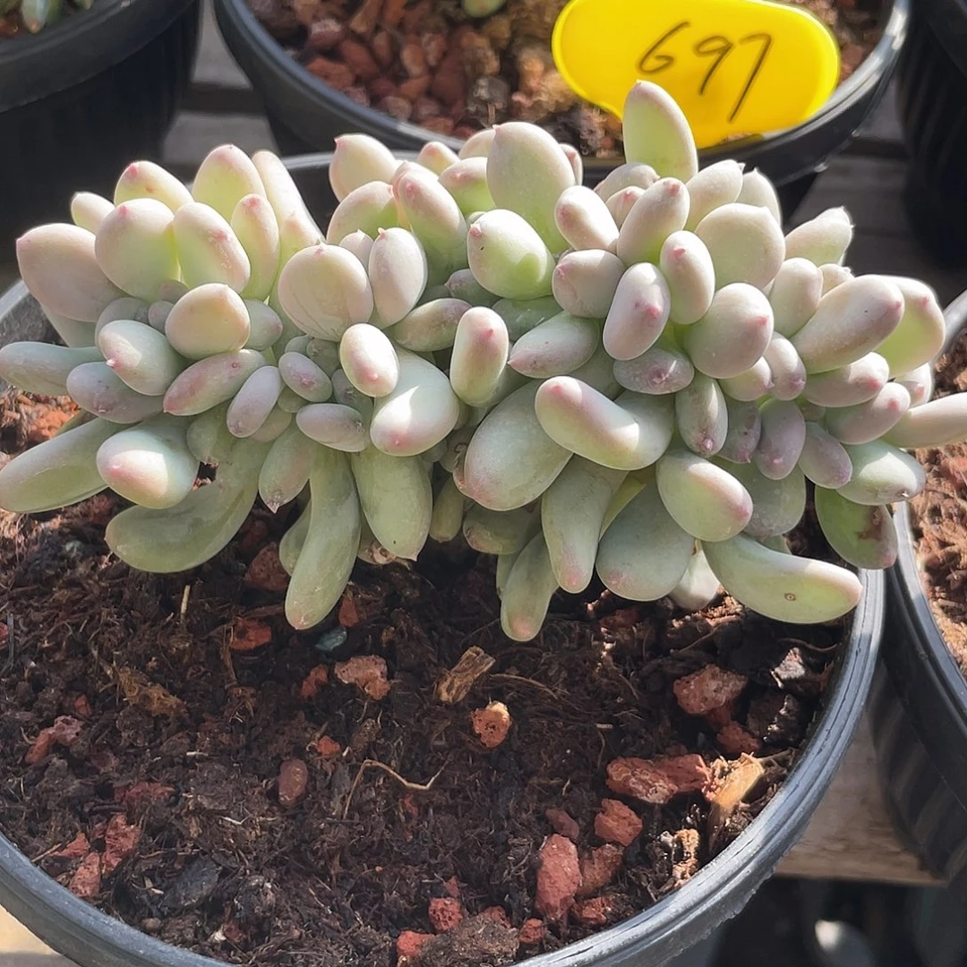 三日月美人缀化多肉