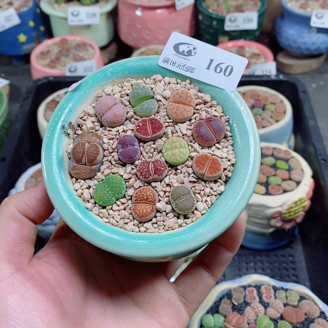 生石花花花花花花花花160