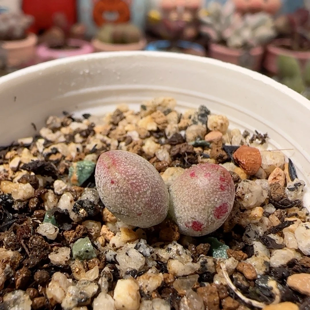 T可爱的恐龙蛋盆口3.5cm