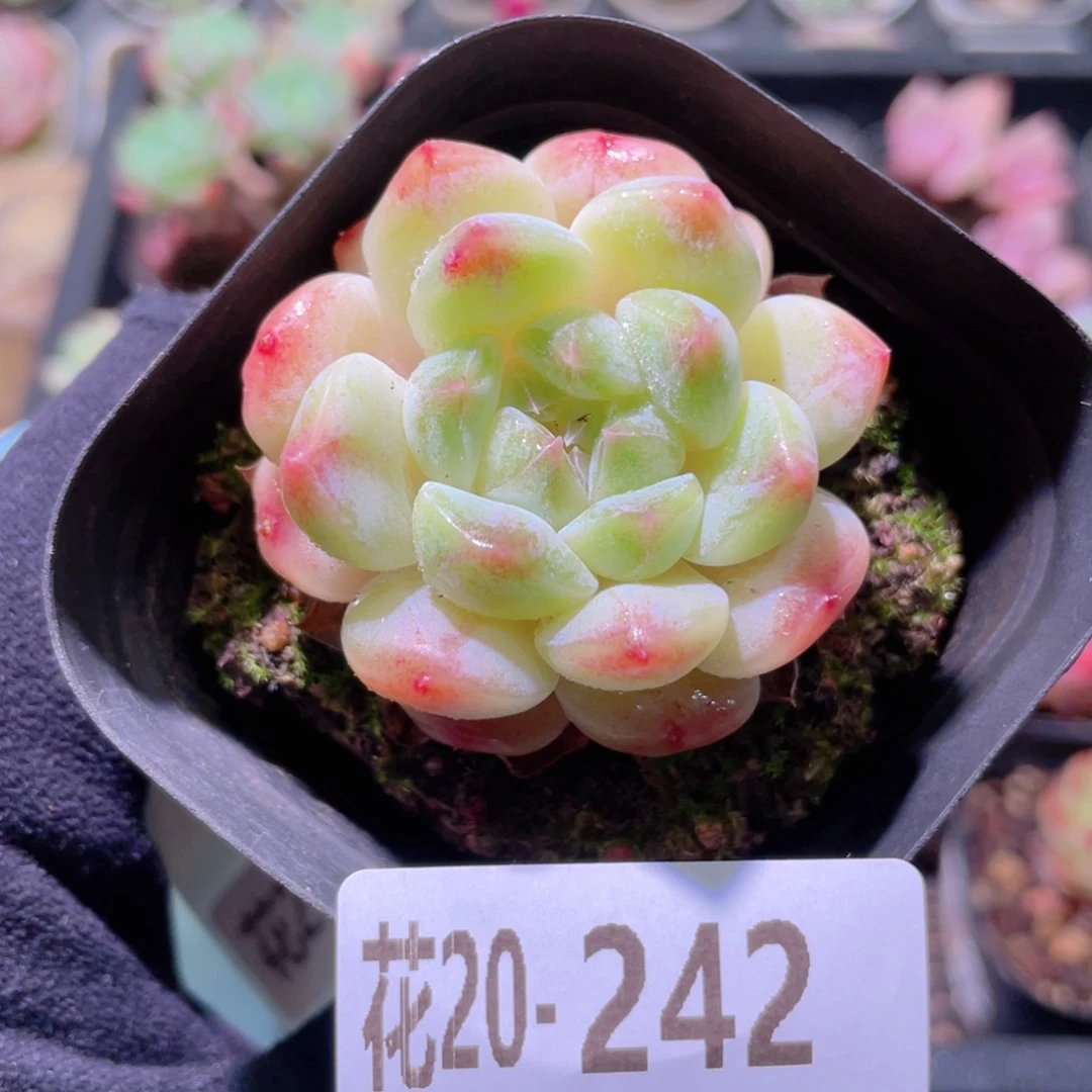 花利美20-242秘境冰魄