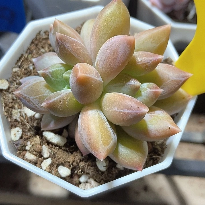 多肉植物重楼942