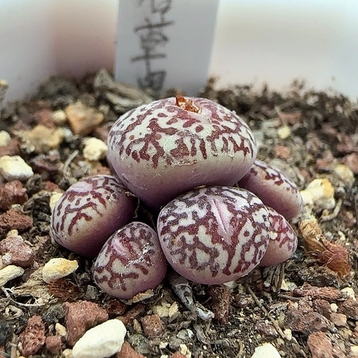 我35红纹唐草墨。          