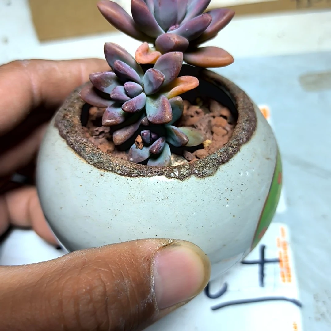 满6元包邮，秋丽老庄多头