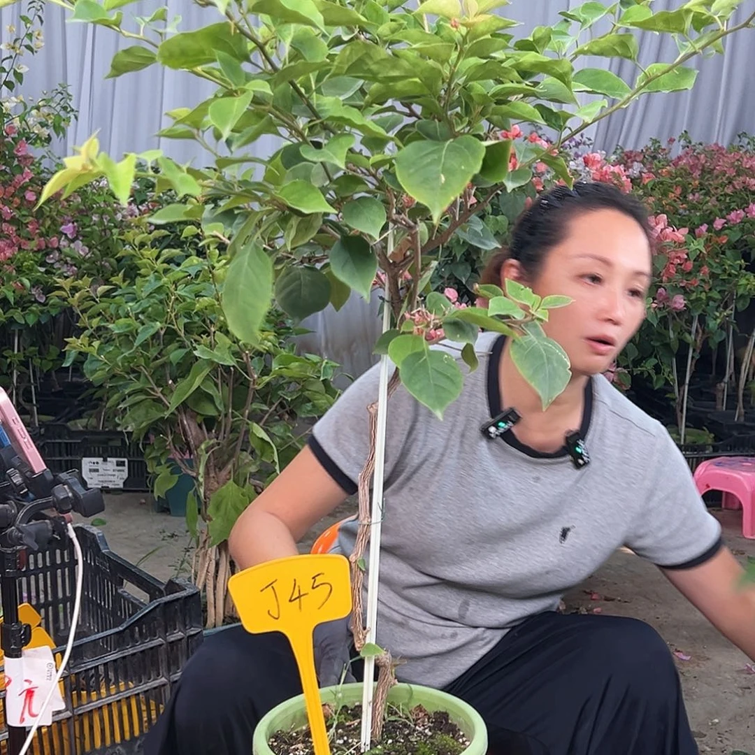 旺***糖当前无花栽培后可以开花J45不甜