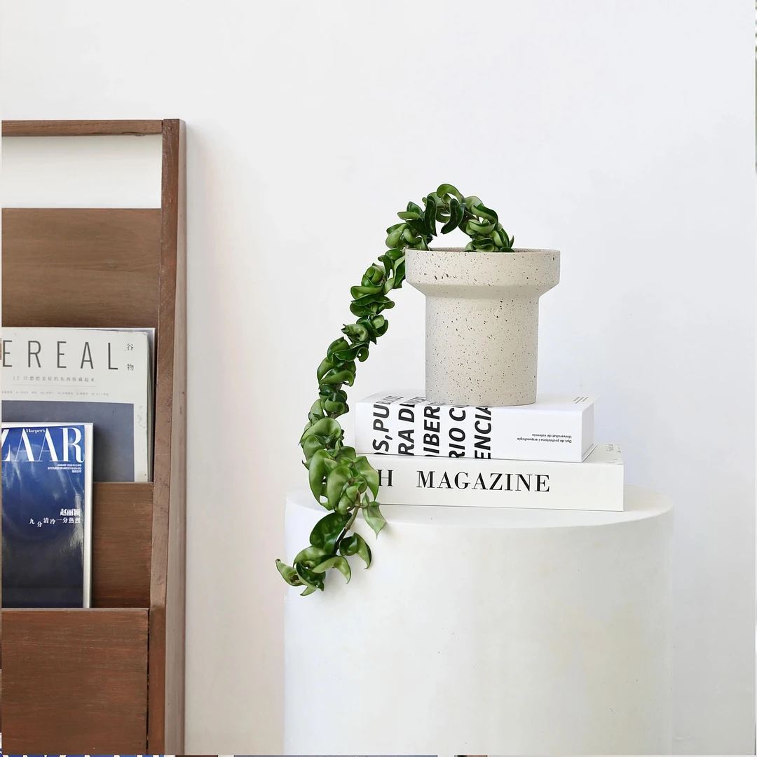 【一物一拍】卷叶球兰盆栽网红绿植好养耐阴室内客厅办公室吸甲醛