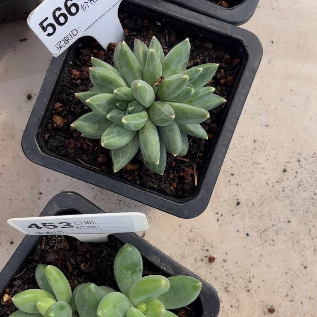 ttn多肉植物小苗566