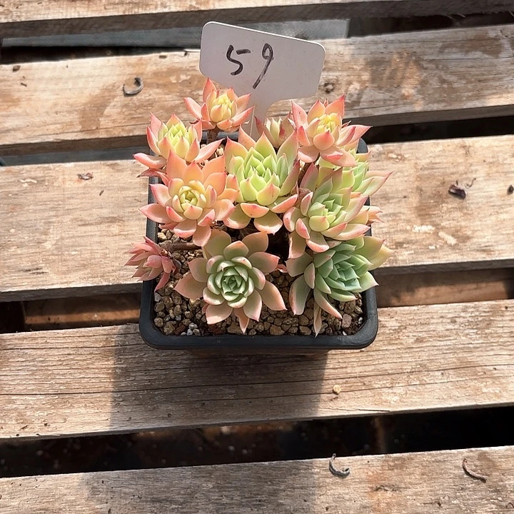 多肉植物，三色景59号