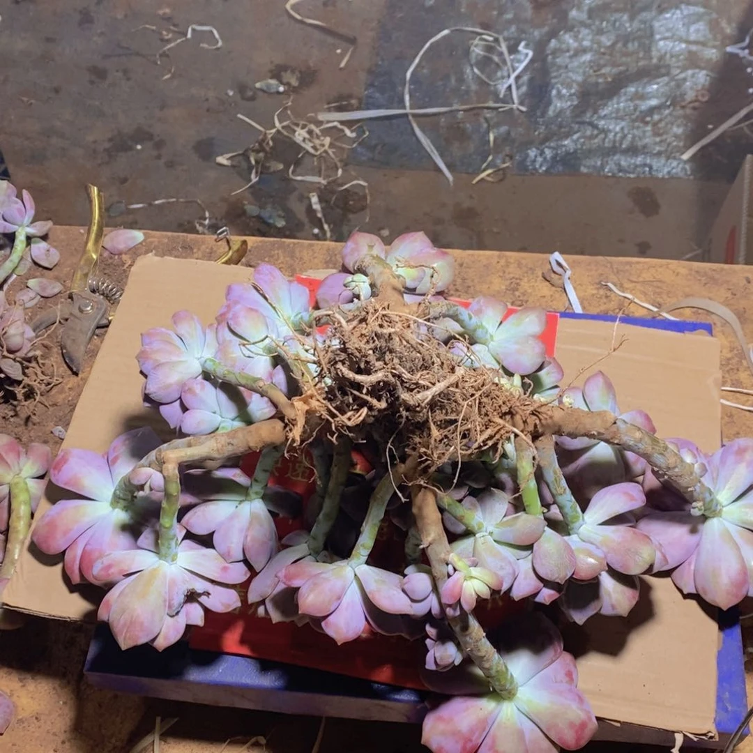 叮**铃地栽紫乐一物一