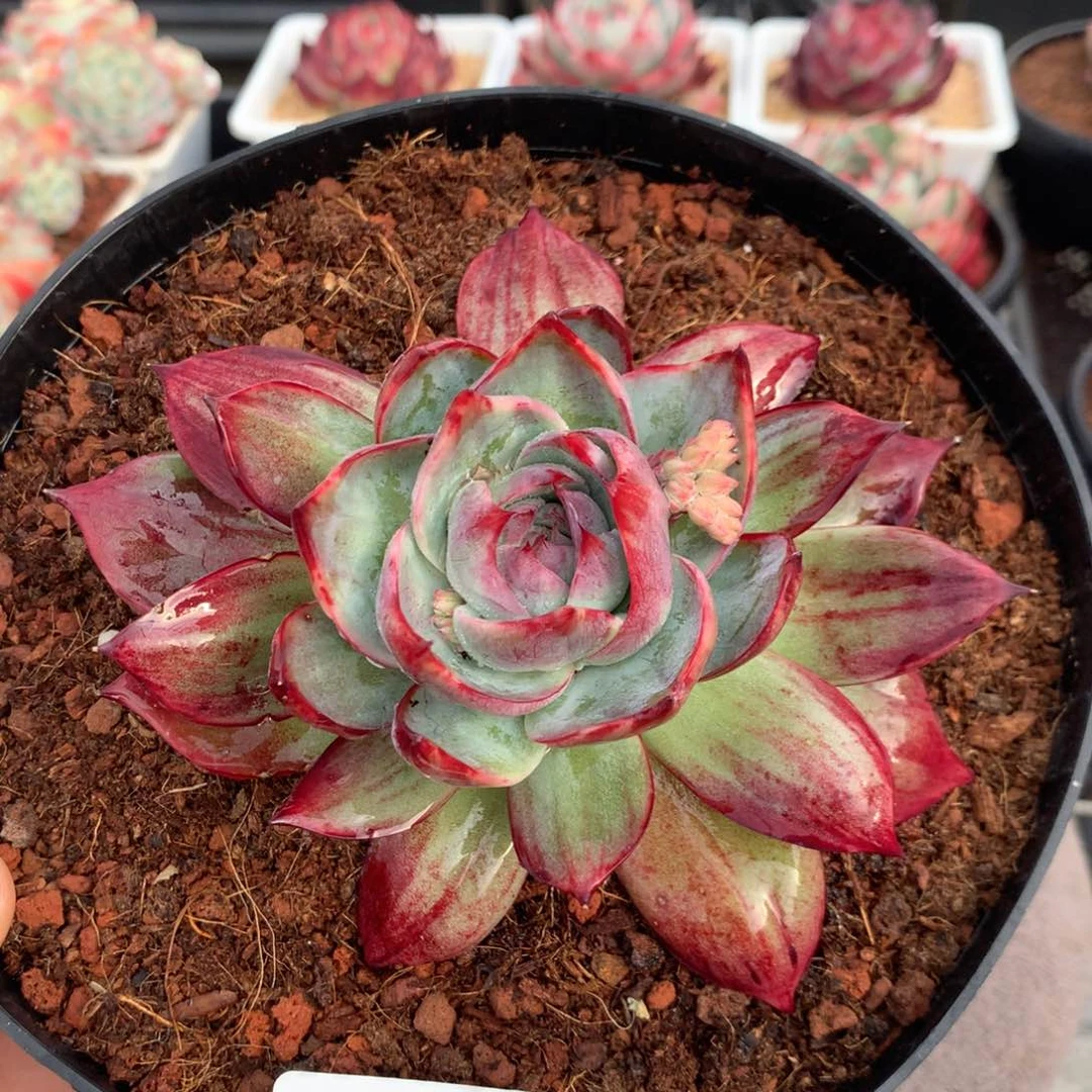 070惊鸿细叶拉丝外翻。尺寸12。多肉植物