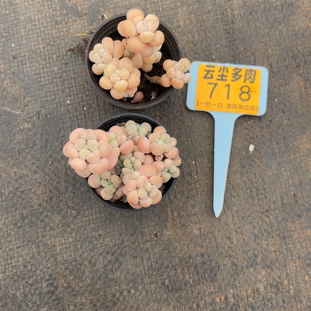 云尘多肉一物一拍718