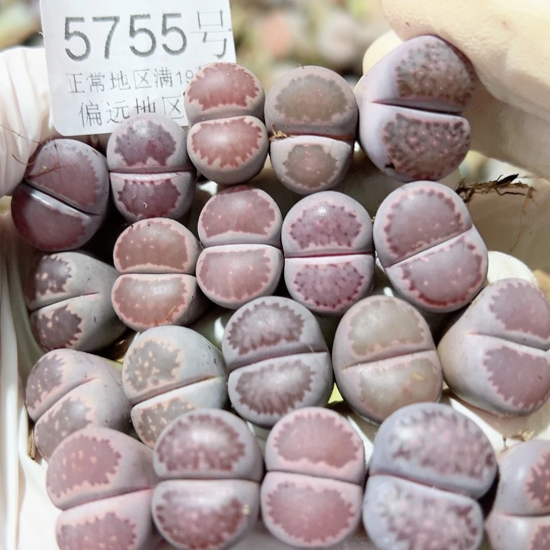 5755 好养易活生石花大母本20个