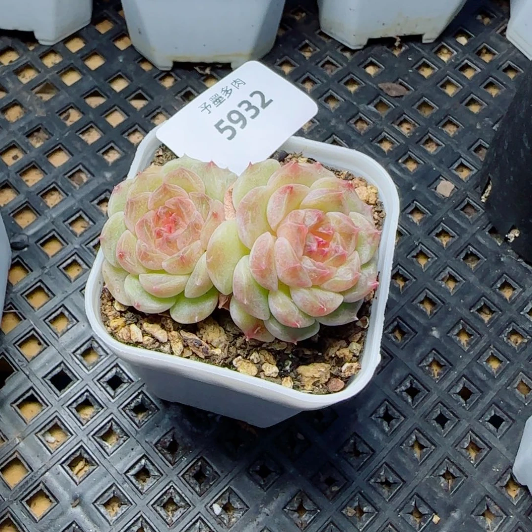孤品，5932多肉植物
