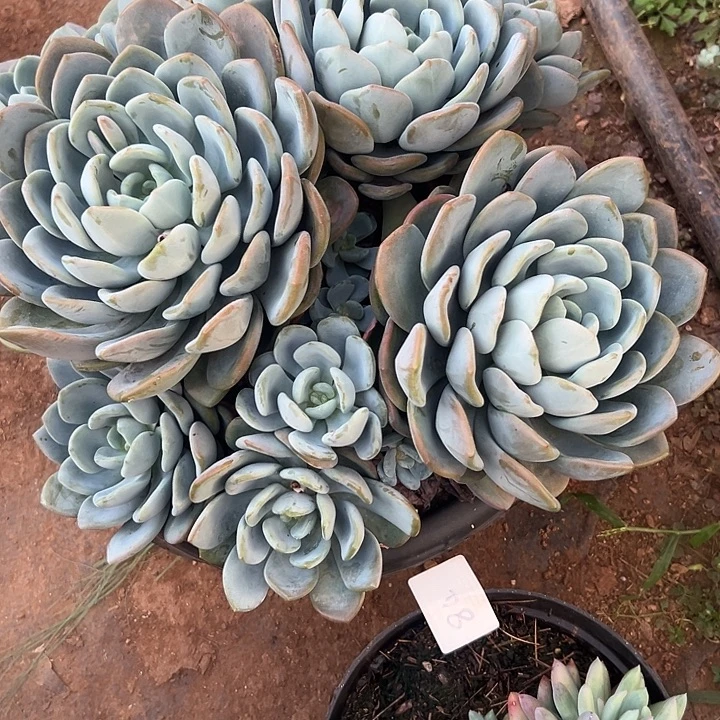 蓝***瑰多肉植物实物直播实物84