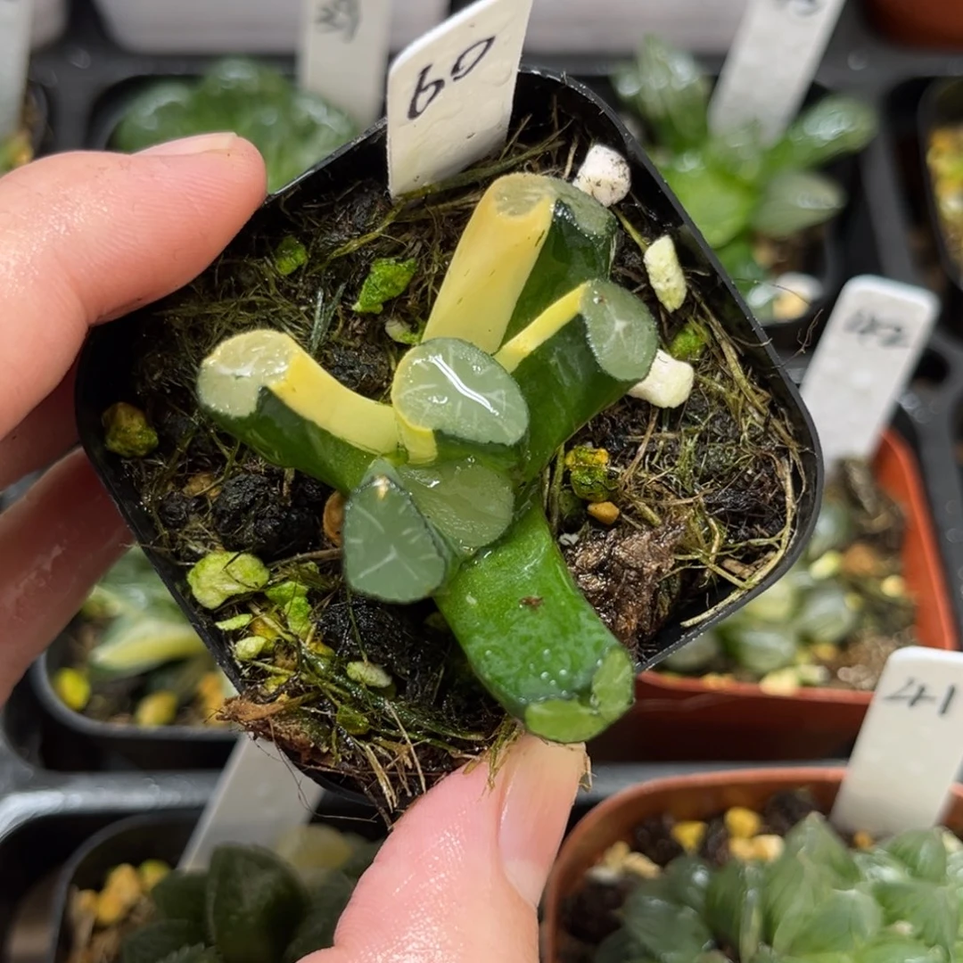 60玉龙万象锦一物一拍