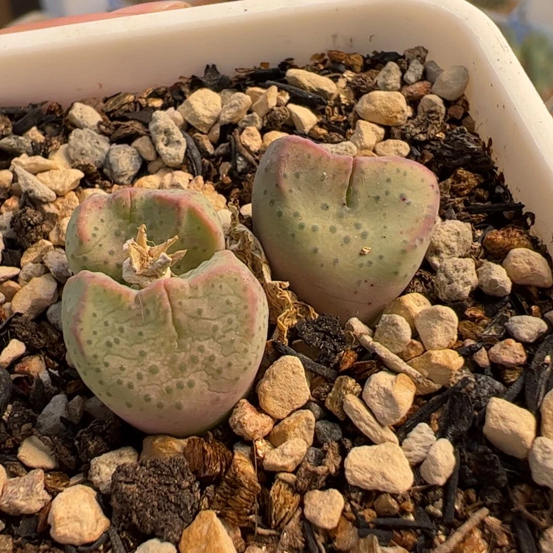 563多肉植物百科