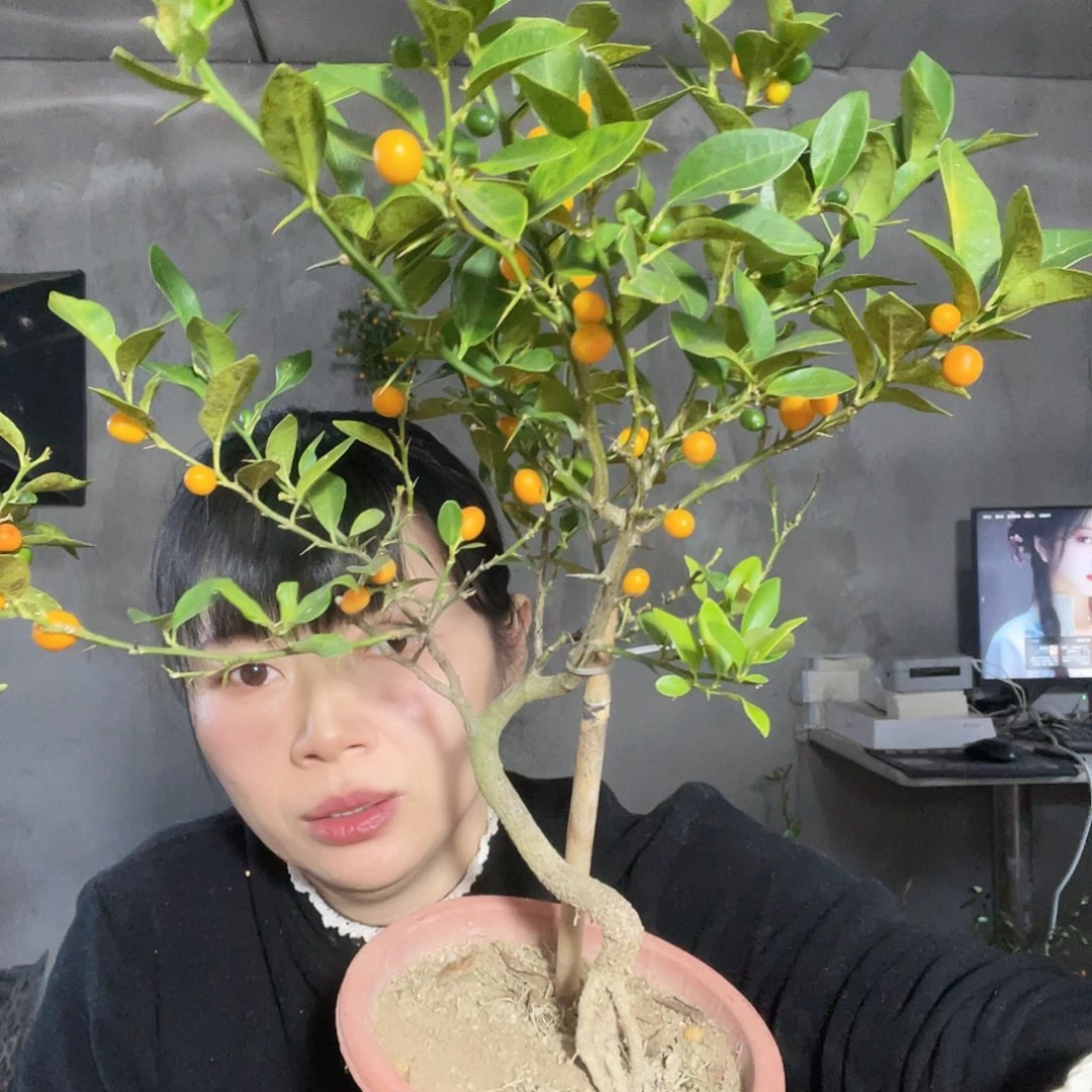 完全开放瑞**景栀子花香