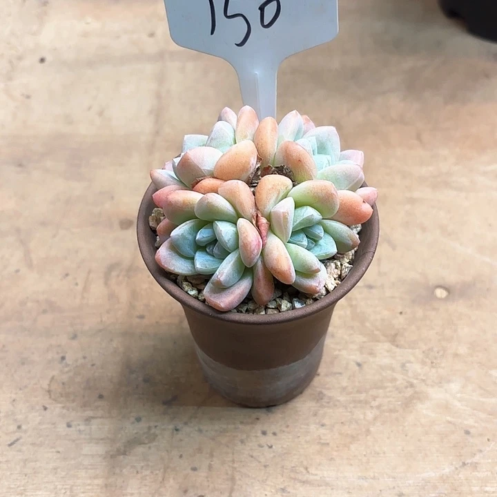 多肉植物，奶油冰玉150号