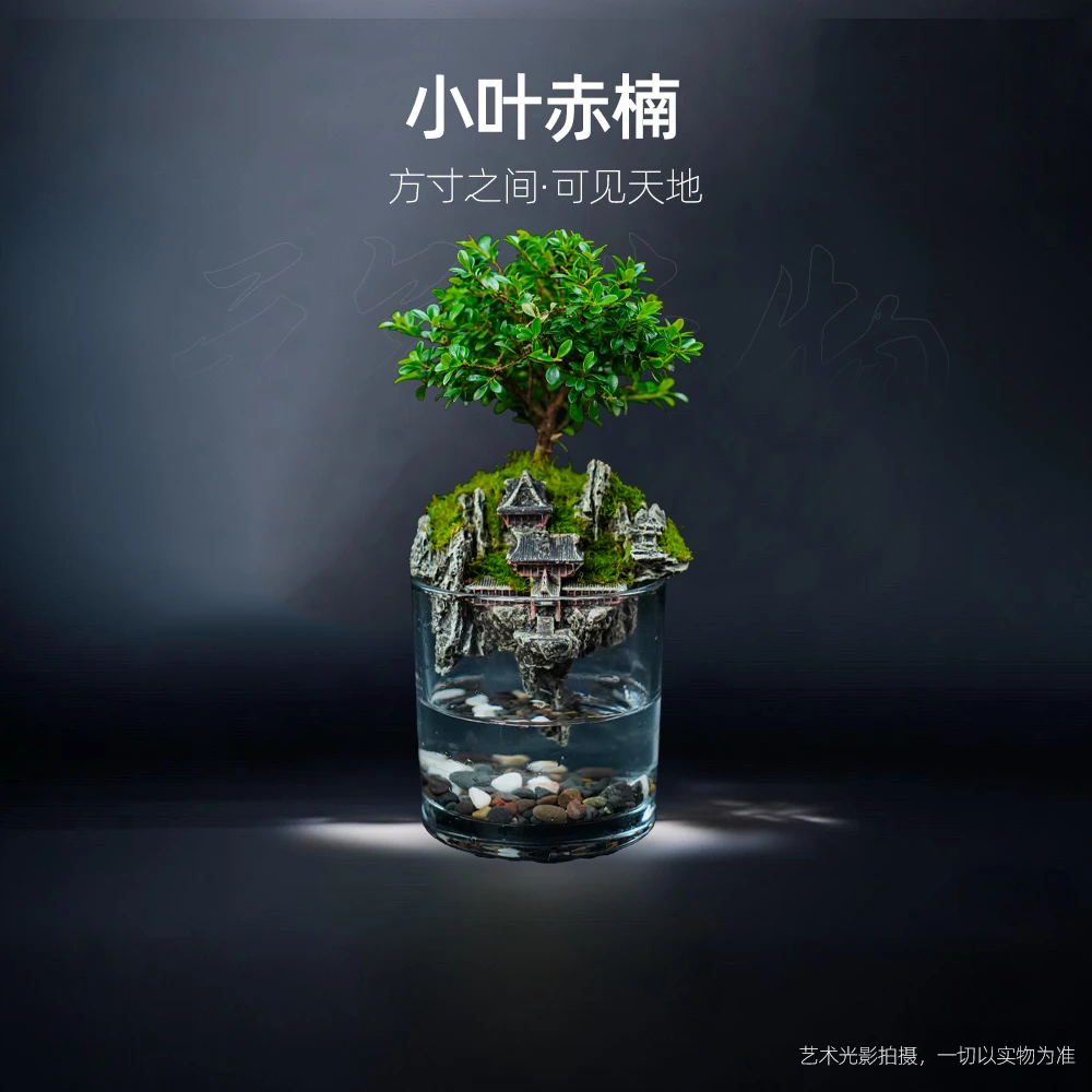 【新品】天宫—精选小叶赤楠成品整套成品真植物【尺寸：10*10】