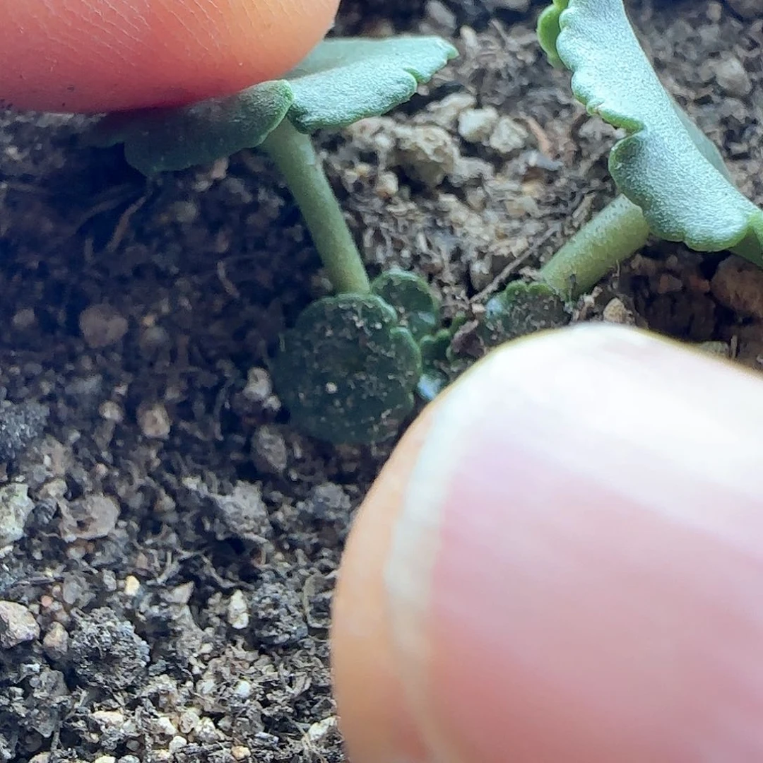 B***宝28包邮脱土发货26002