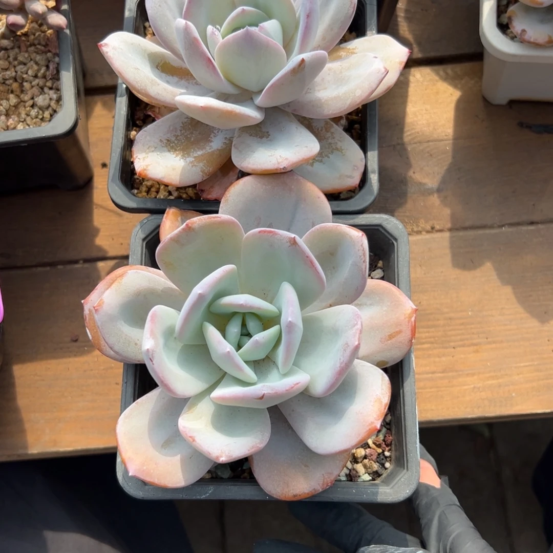 ~***~奶茶11111111111111