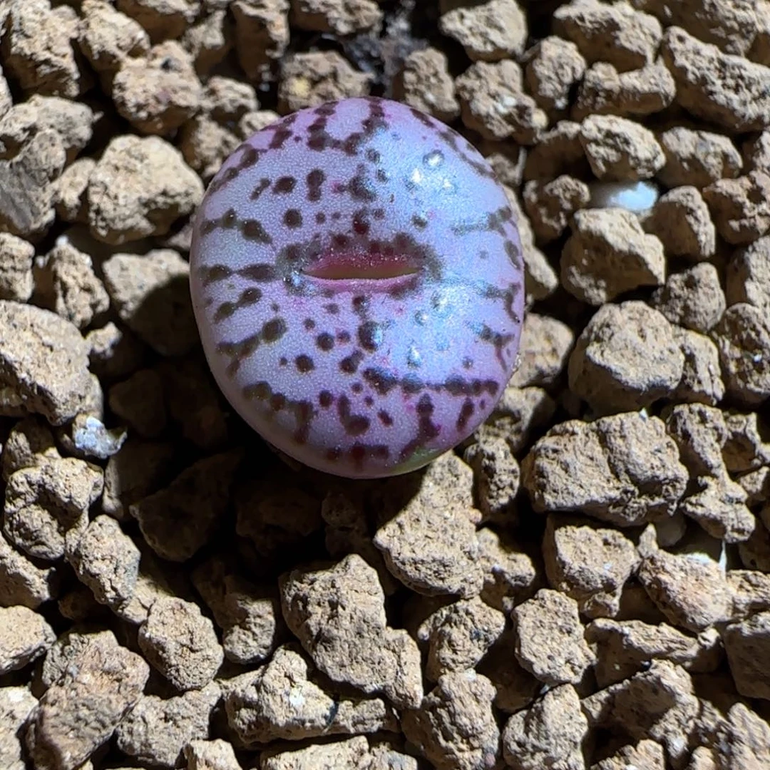 肉锥多肉植物组合-wc霓虹261