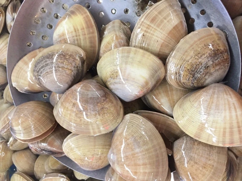 丹东东港大黄蚬子（23-25个头个别有沙有碎壳）