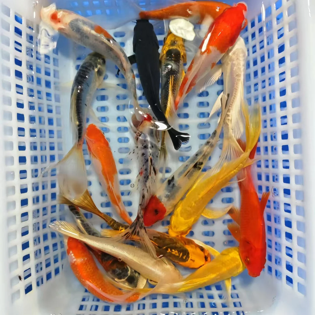 12-15公分锦鲤观赏鱼草金混搭