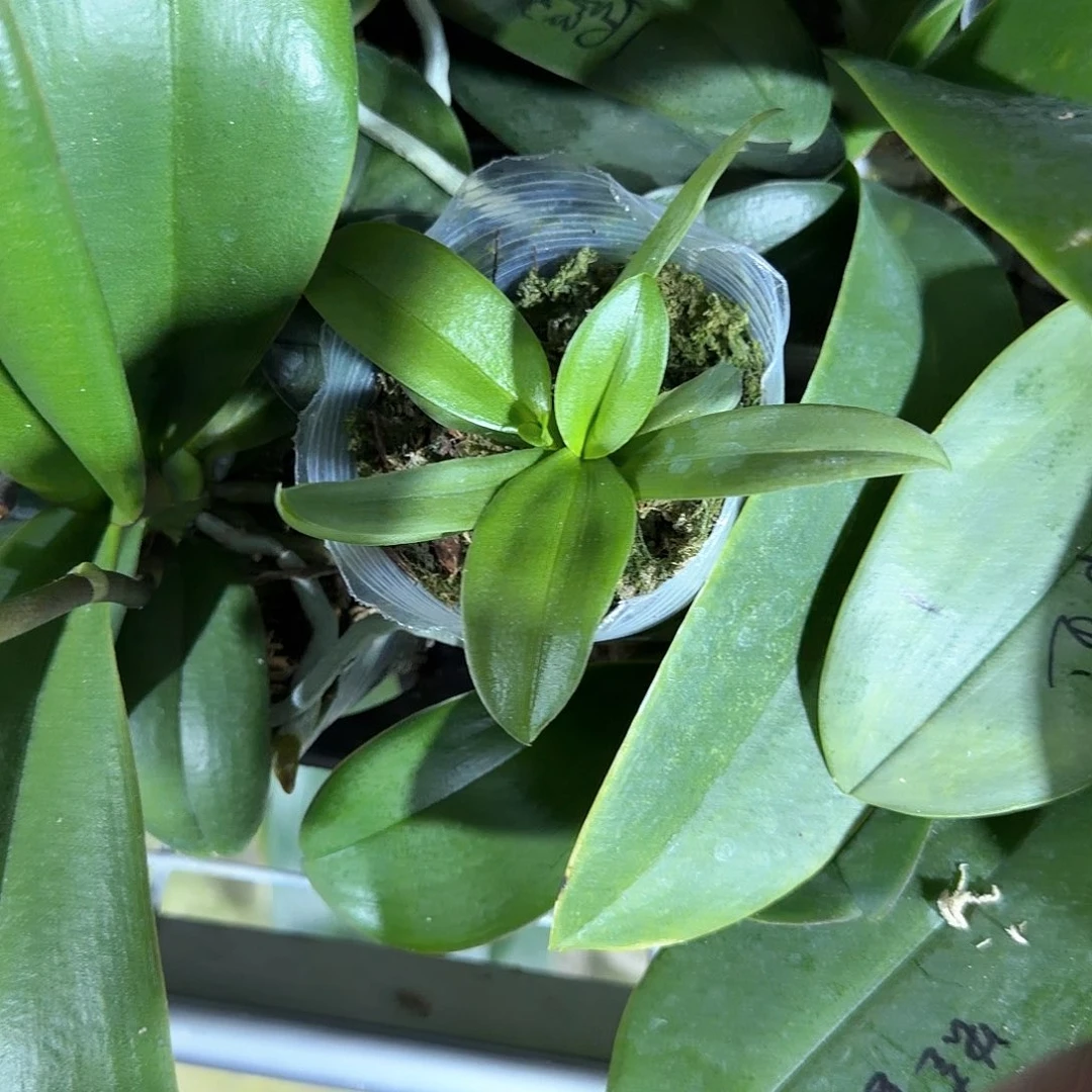 无花朵2.8蓝雀异形苗