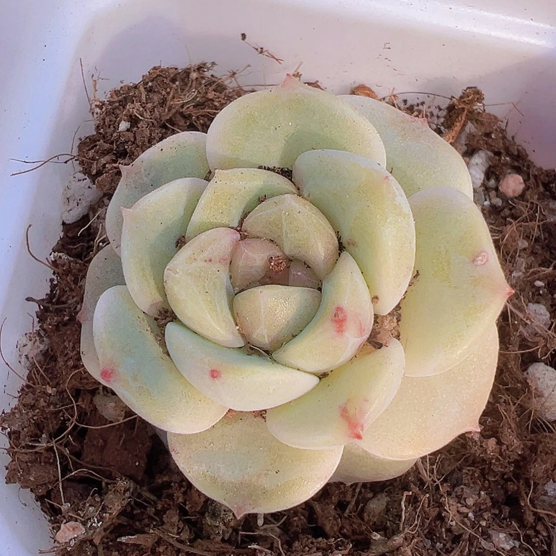 玉盏2盆19包邮多肉植物