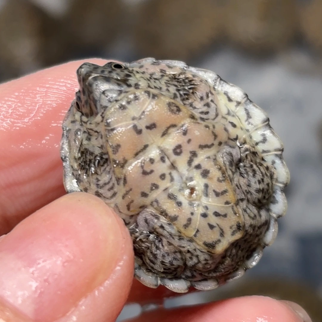 不分公母剃刀龟全品满文剃刀