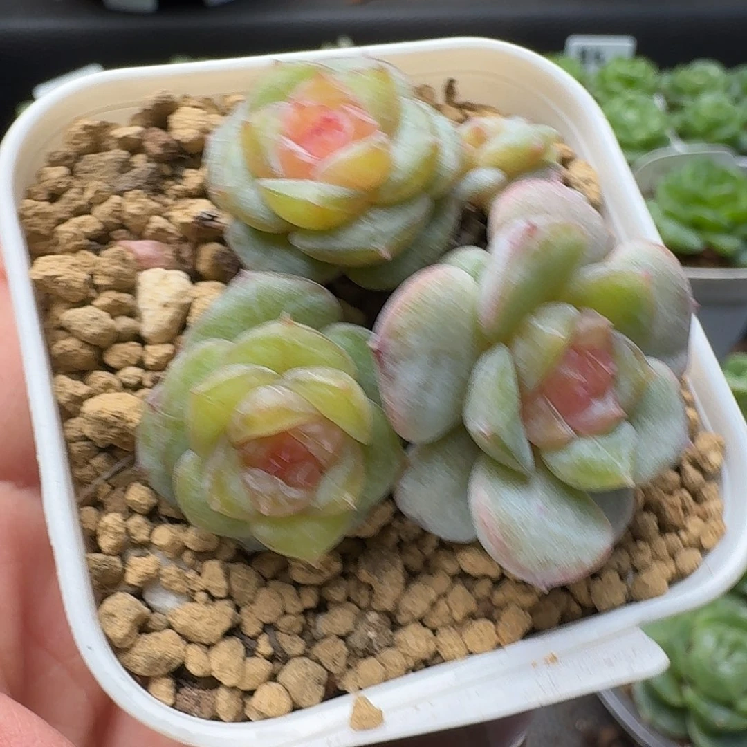 一物一拍一物一拍916-483