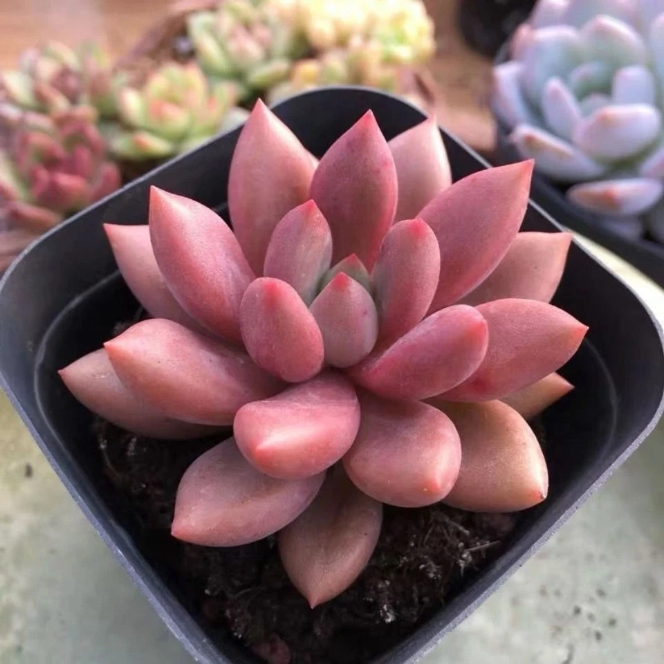 【满9.9包邮】桃花源单双混发6.5cm盆多肉植物以直播间展示为主