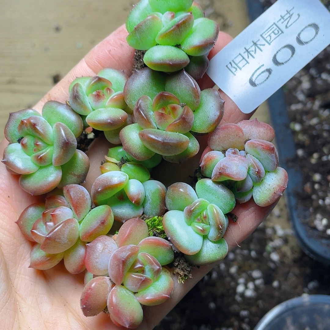 多肉植物多肉植物600