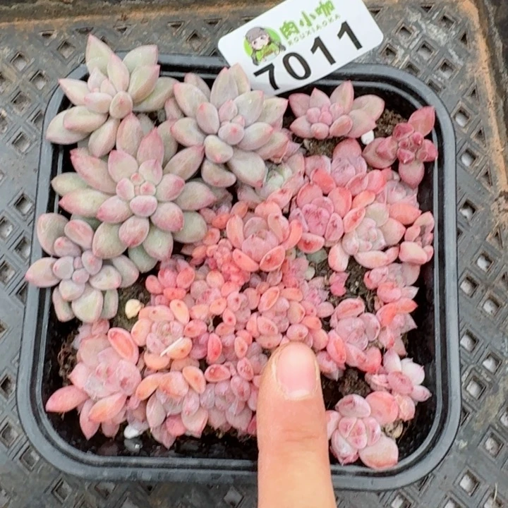 多肉植物多肉植物