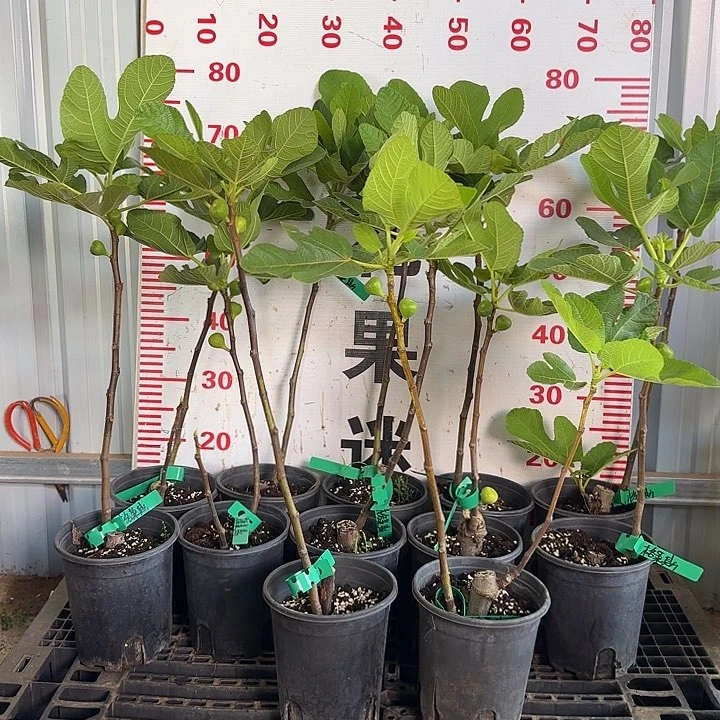 大部分花苞少量开放格莱斯无花果盆栽苗 带果