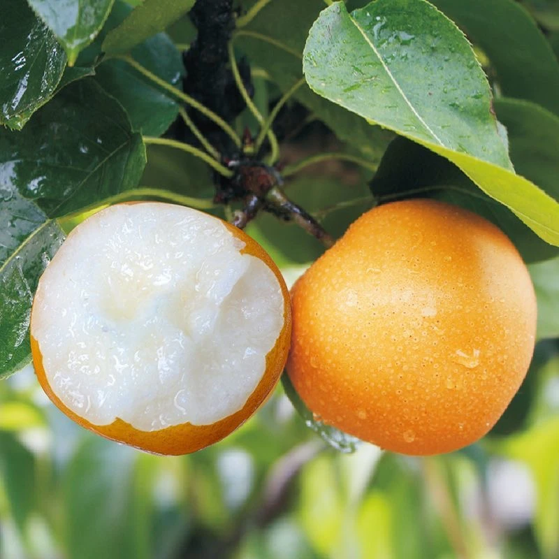 山东莱阳正宗老树秋月梨脆甜多汁无渣现摘先发4.5斤一箱4到6个