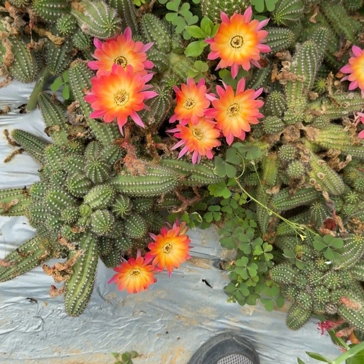 锦****位白檀仙人掌13-40群生473