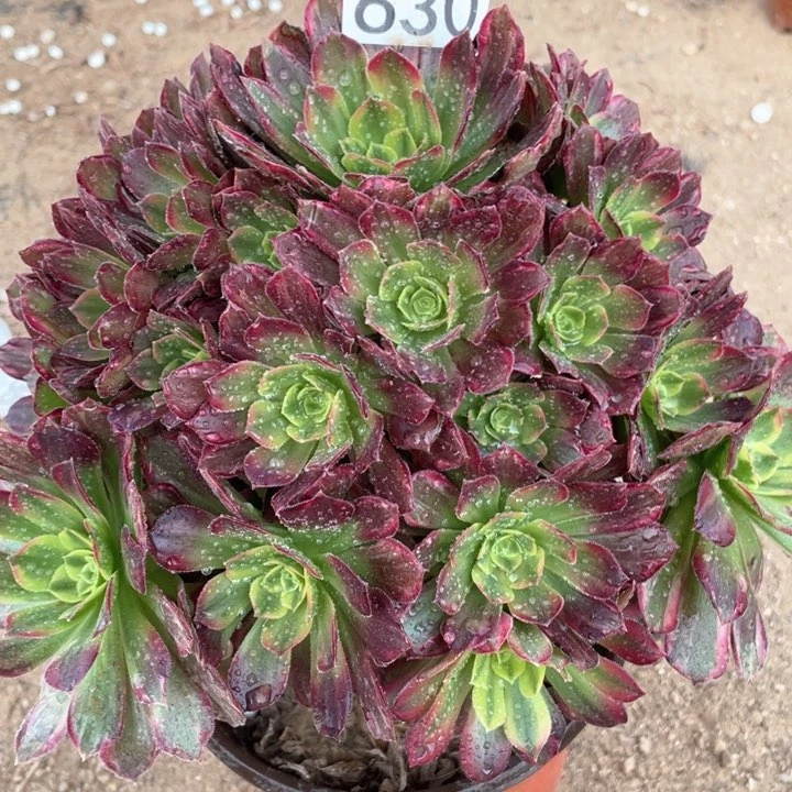 630多肉植物安娜