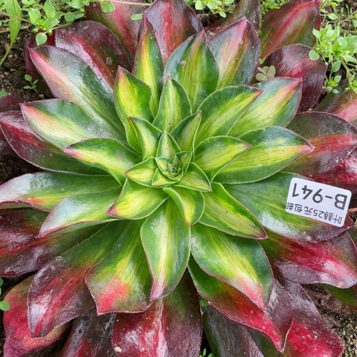 941魅影中班多肉12345678