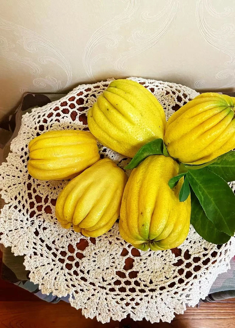 四川佛手柑瑕疵果