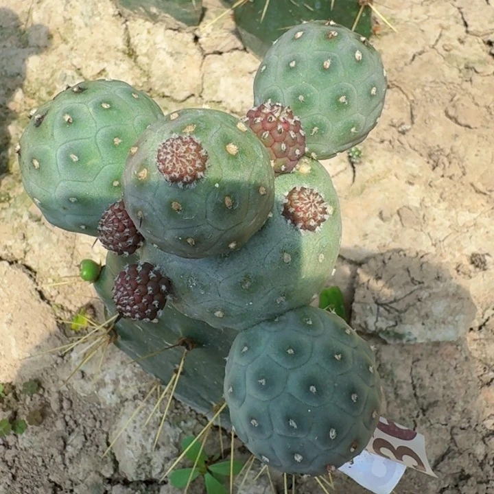 无花朵363无刺特圆习东二