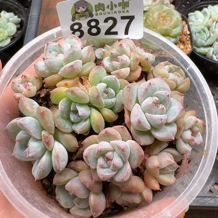 当前无花朵，栽培后可花朵多肉植物多肉植物