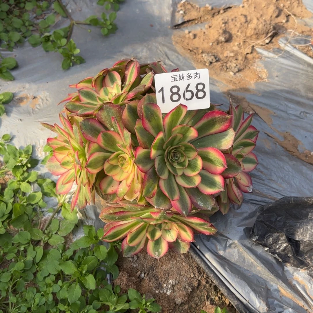 维***)倾城一物一拍1868一号棚