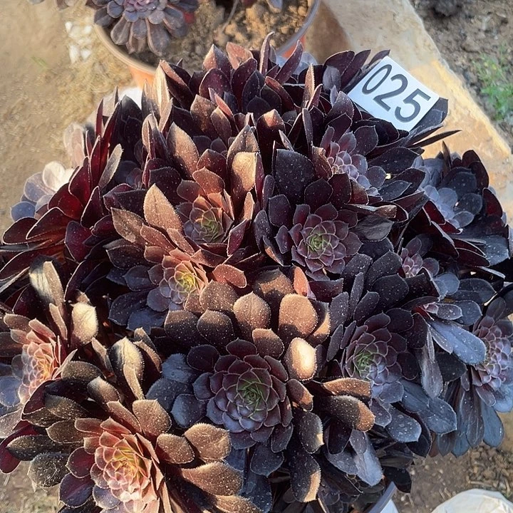 多肉植物法师25黑铜壶中班绣球
