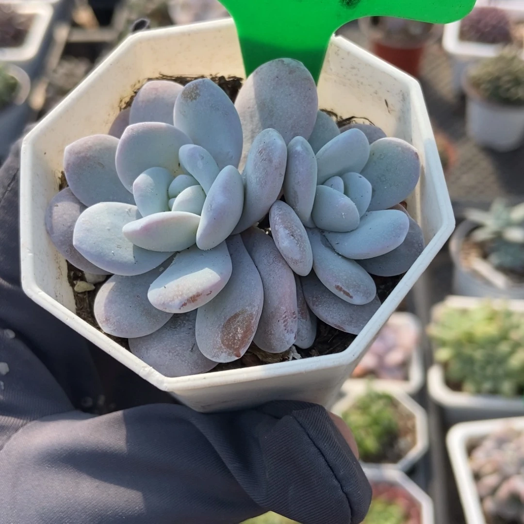 1679雪莲多肉植物