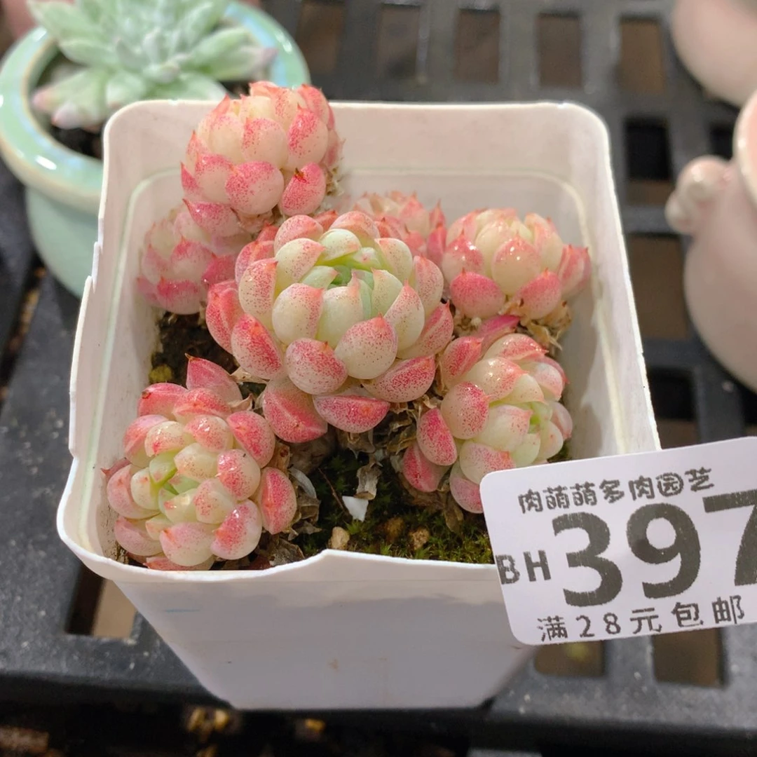 肉萌萌5cm拇指盆精控多肉BH397