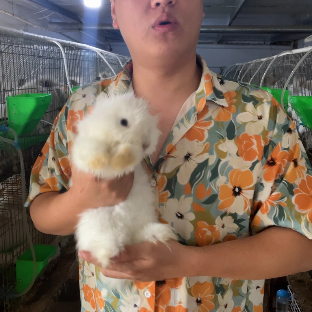 K***g1111111111111宠物