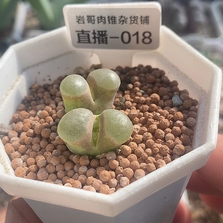 梅萨种源雪花磁铁风铃双头