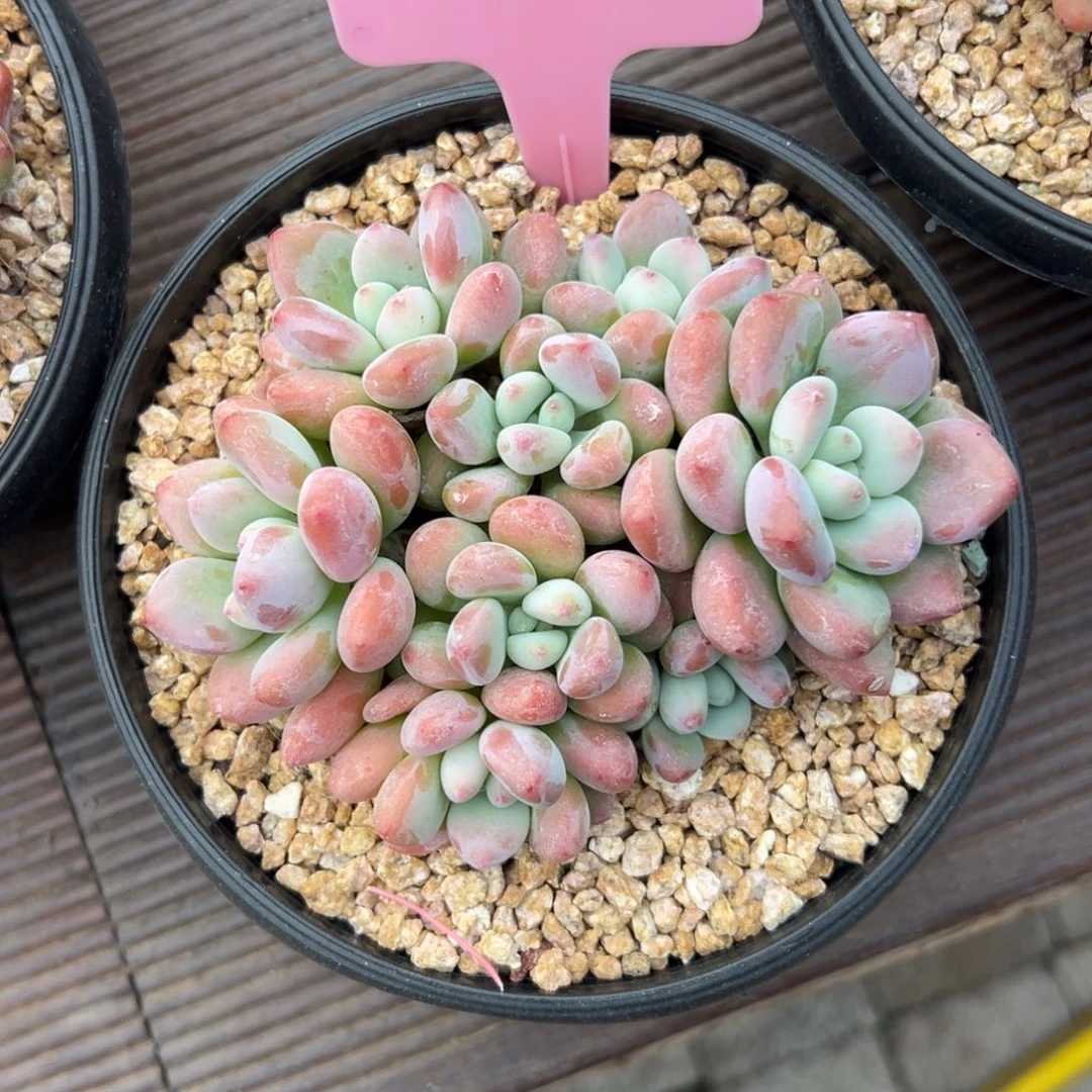 红洛神111111111111111111