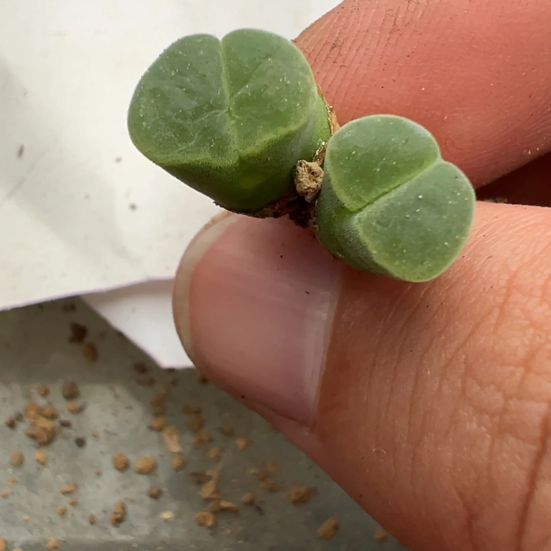 23-70肉锥多肉植物